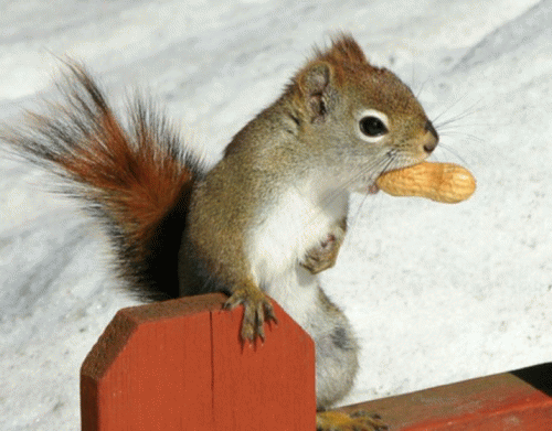 Sloth (USA-2) : If I Bark, the Peanut Will Fall. I Love Barking, But I Love Peanuts Even More.